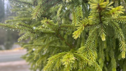 Ожидается переменная облачность и дождь днём: погода в Калужской области на 27 марта
